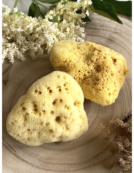 Whenua Eponge de mer