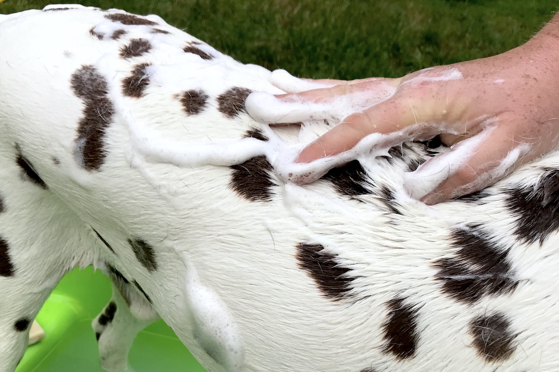 Savon pour chien qui mousse.jpg