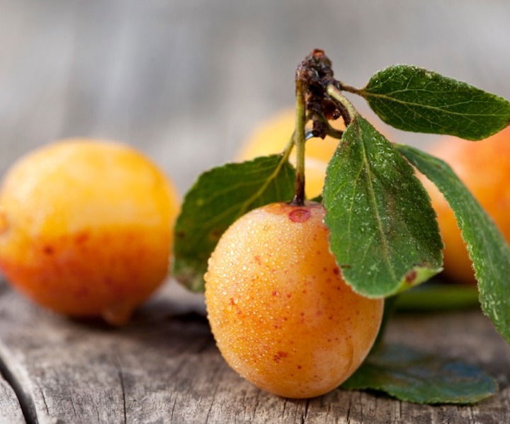 L'huile végétale d'amandons de mirabelles