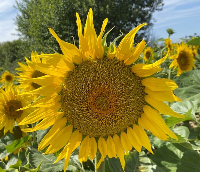 L’huile de tournesol : une huile locale au service de la savonnerie artisanale