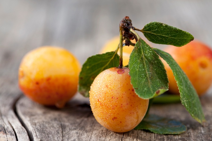 L'huile végétale d'amandons de mirabelles