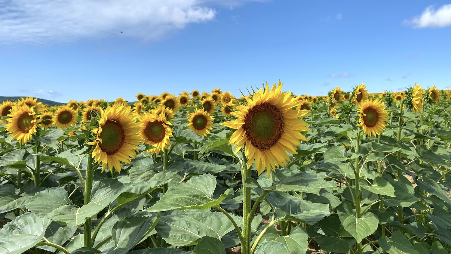 L’huile de tournesol : une huile locale au service de la savonnerie artisanale